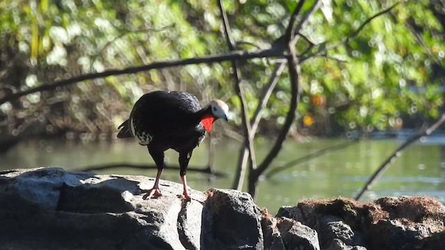 Red-throated Piping-Guan - ML382859691