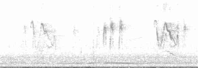 Bergeronnette grise (leucopsis) - ML38286221