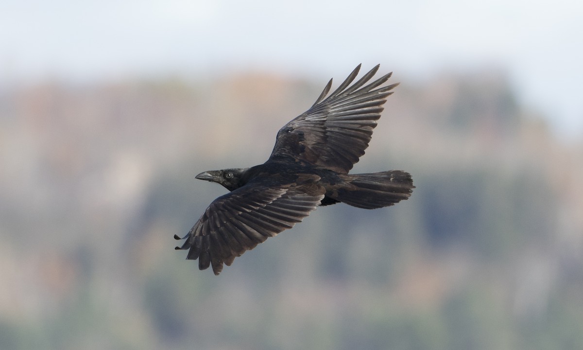 Common Raven - ML38286561