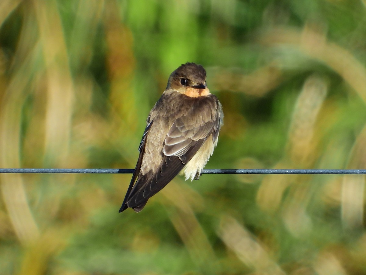Southern Rough-winged Swallow - ML382869371