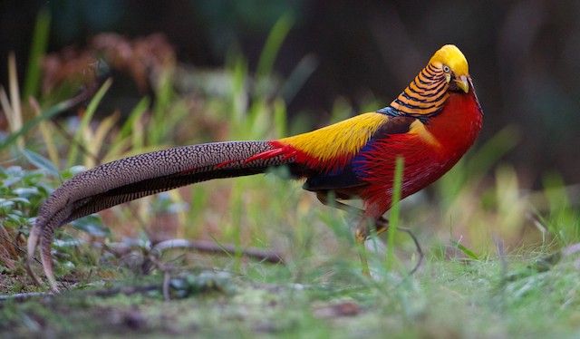 The Golden Pheasant - 10,000 Birds