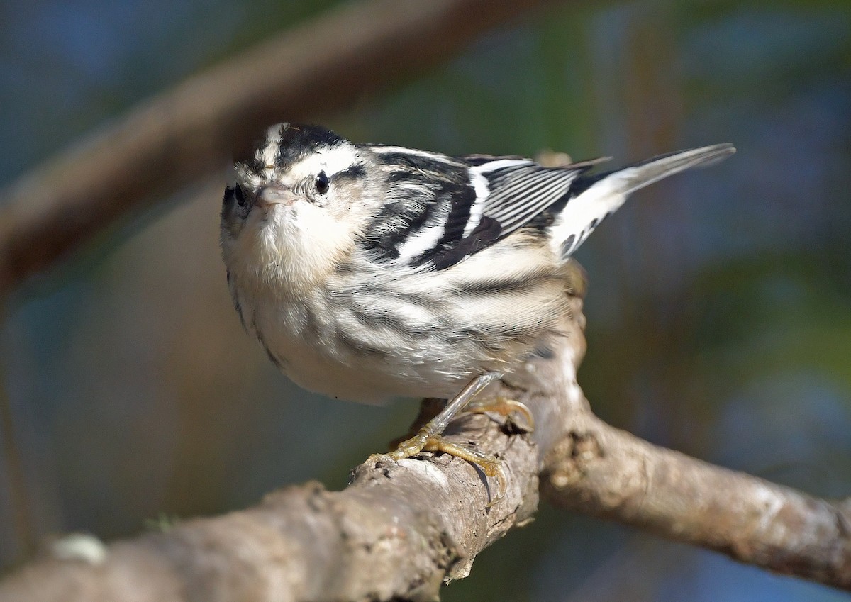 Black-and-white Warbler - ML382877071
