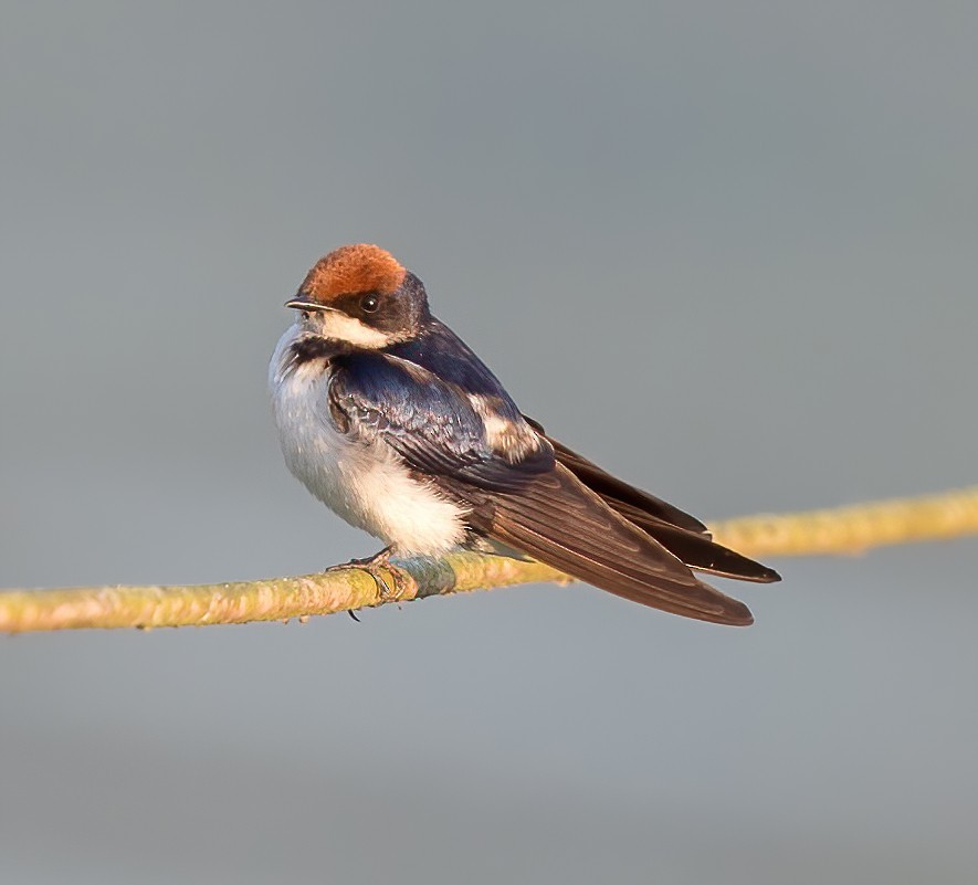 Wire-tailed Swallow - Jian Mei