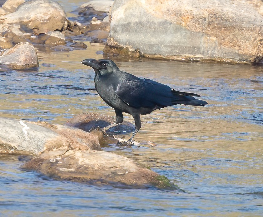 Large-billed Crow - Jian Mei