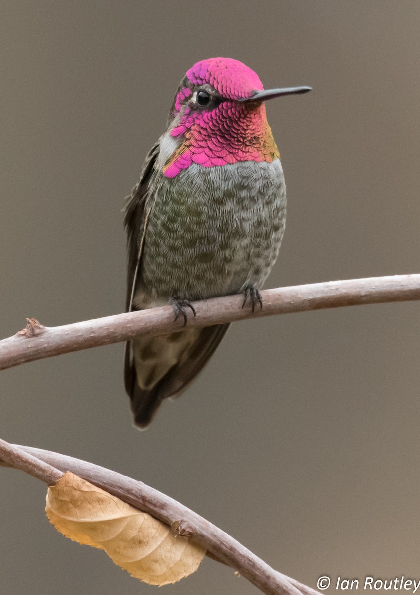 Anna's Hummingbird - ML38287931