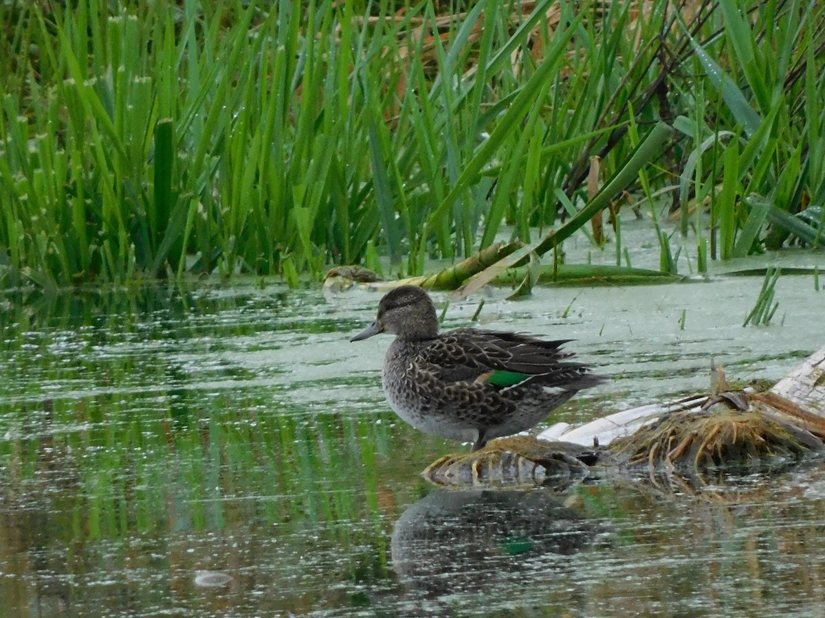 Green-winged Teal - ML382879351