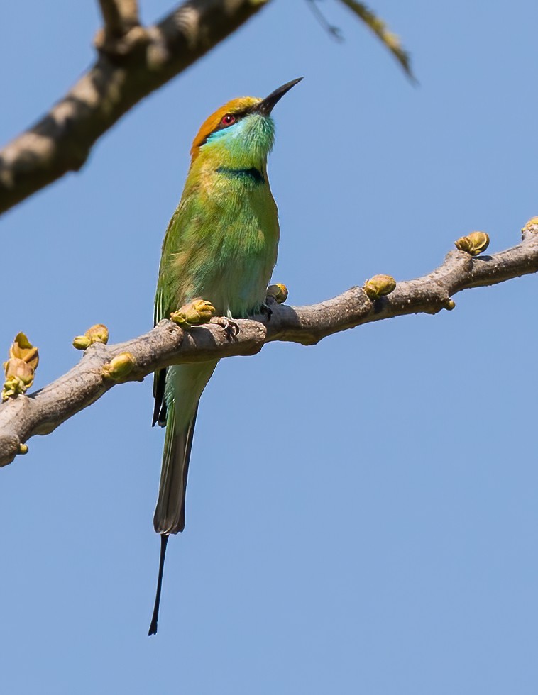 Asian Green Bee-eater - Jian Mei