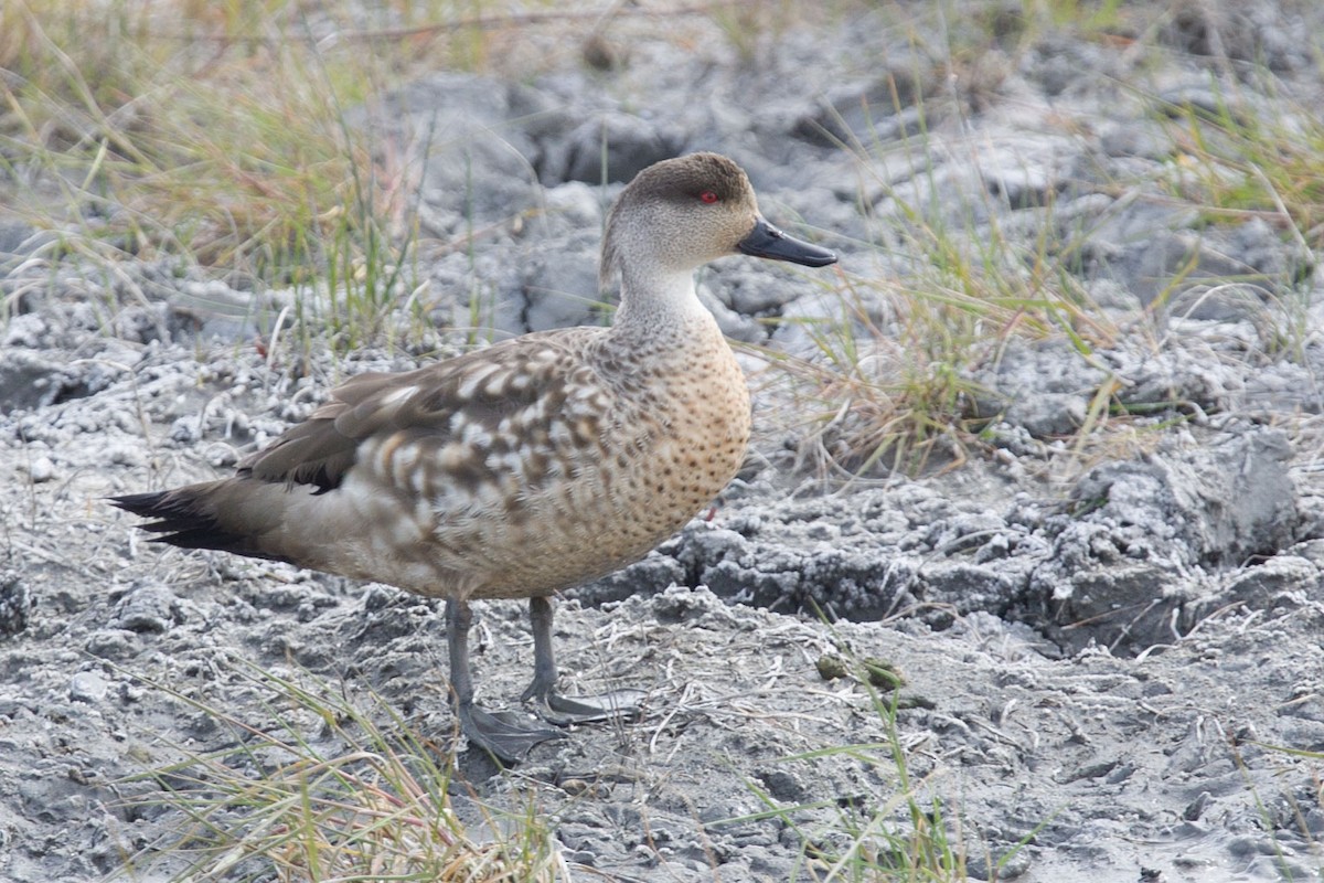 Crested Duck - ML382882231