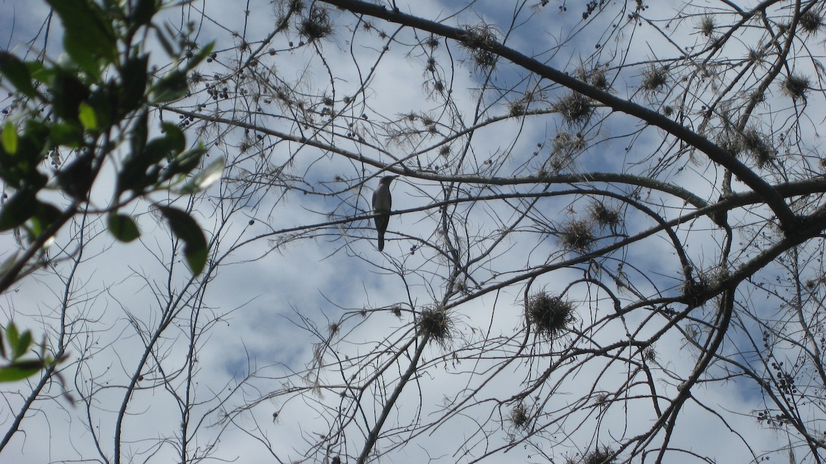 Mangrove Cuckoo - Mark Burns