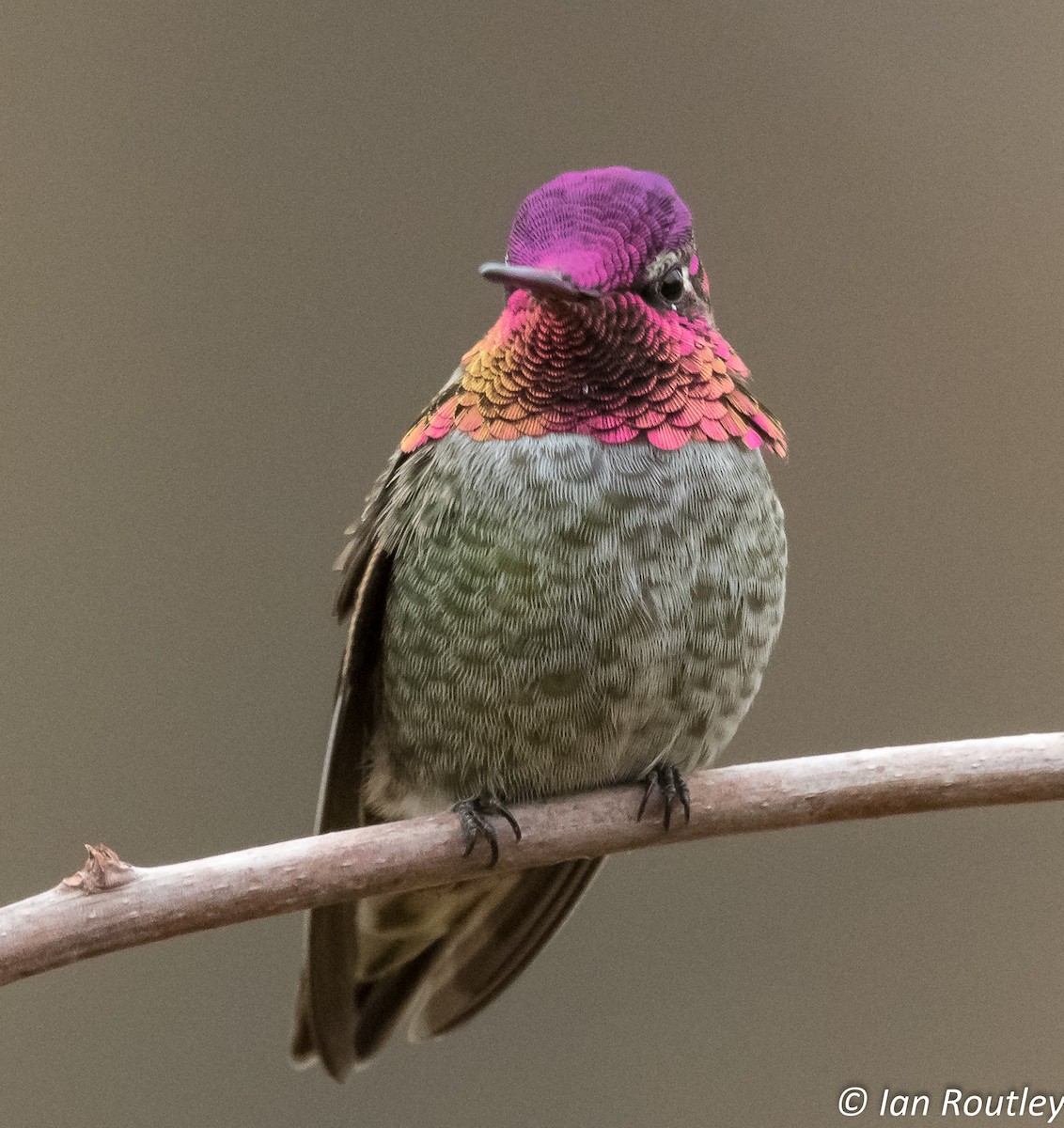 Anna's Hummingbird - ML38288511