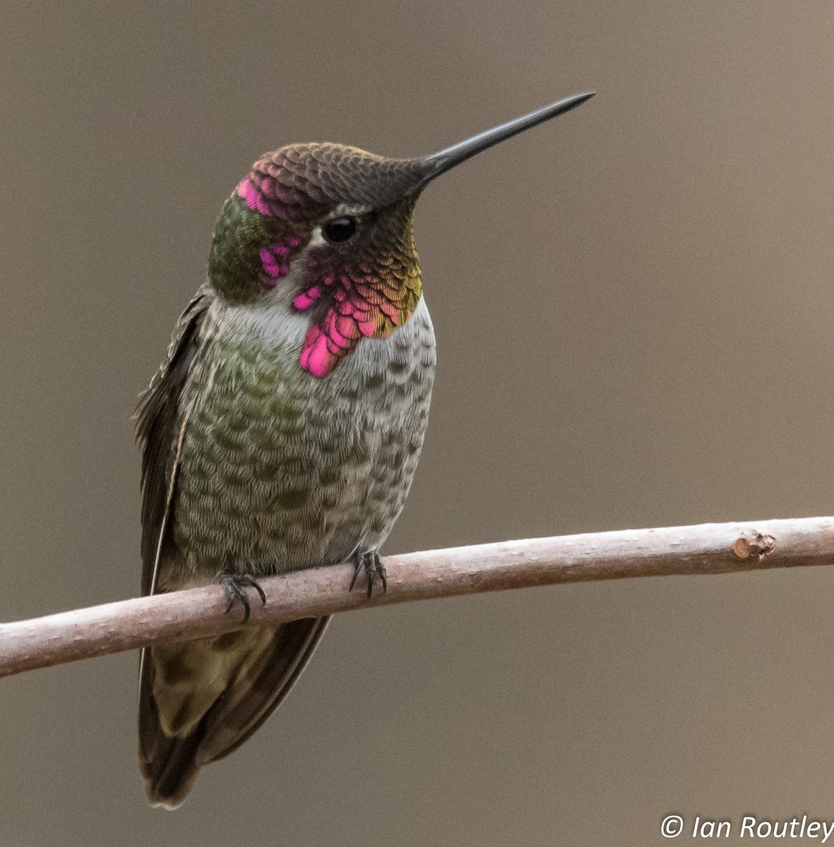 Anna's Hummingbird - ML38288651