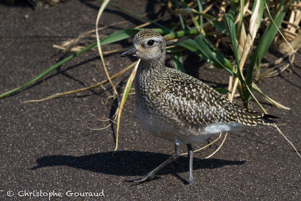 Pacific Golden-Plover - Christophe Gouraud