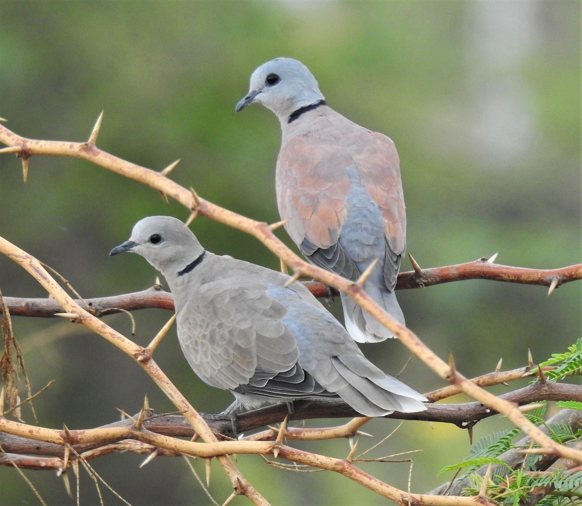 Red Collared-Dove - ML382888241