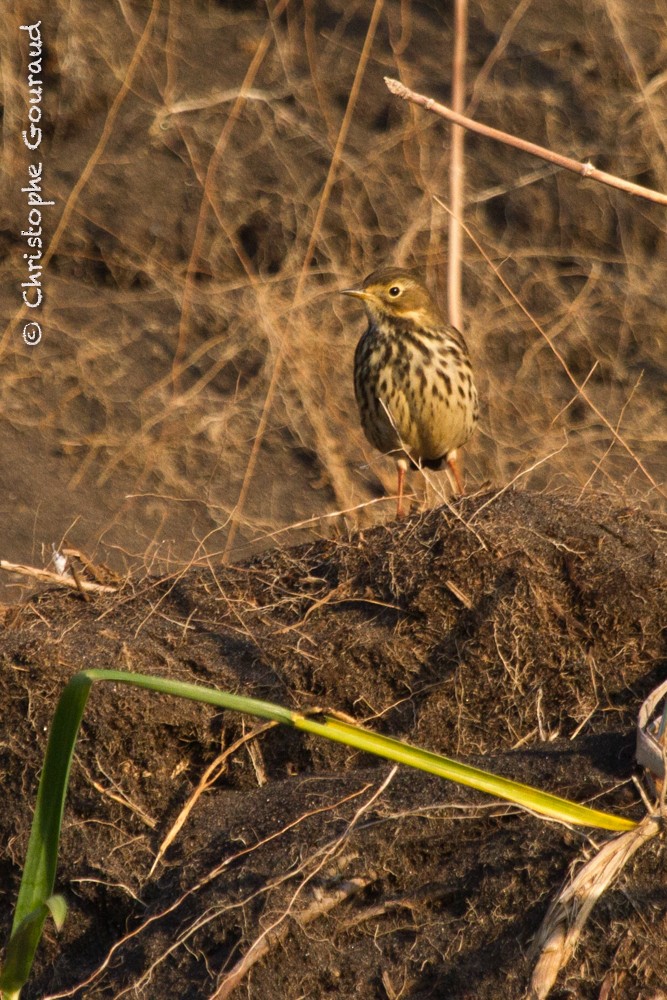 American Pipit (japonicus) - Christophe Gouraud