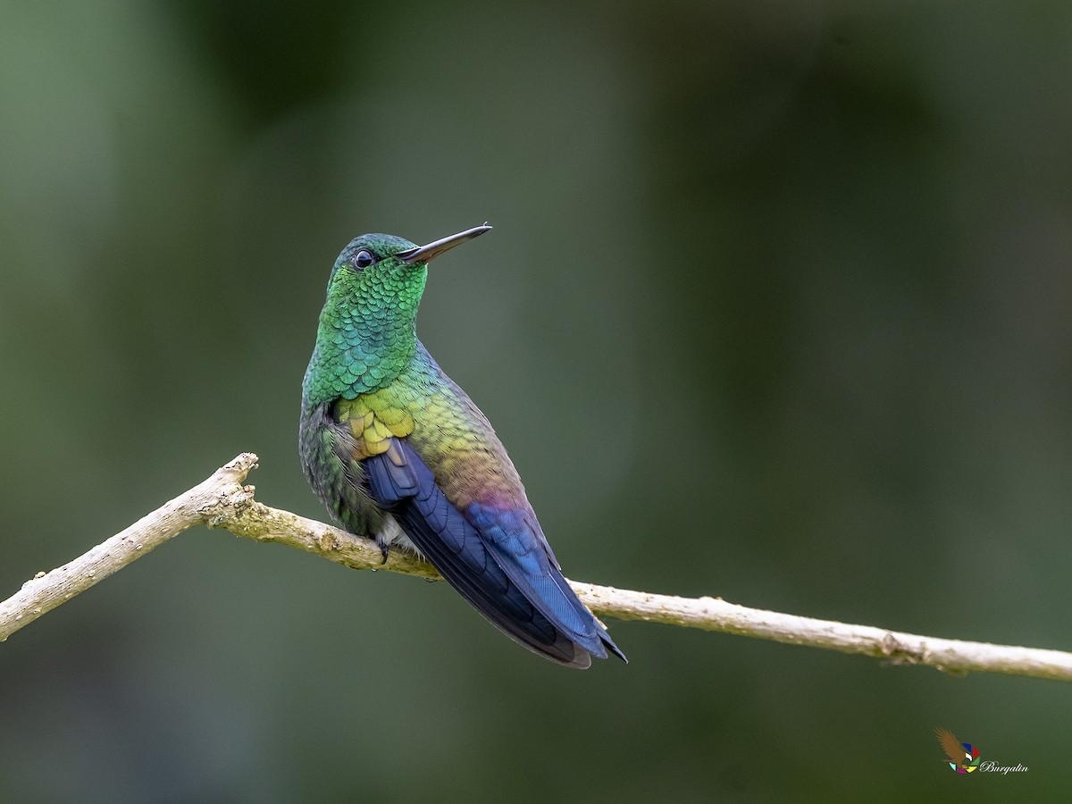 Blue-vented Hummingbird - fernando Burgalin Sequeria
