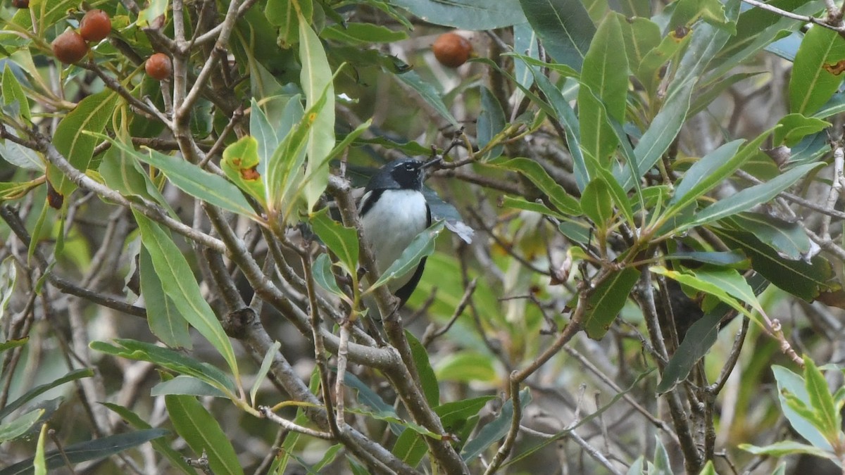 Black-throated Blue Warbler - ML382901041