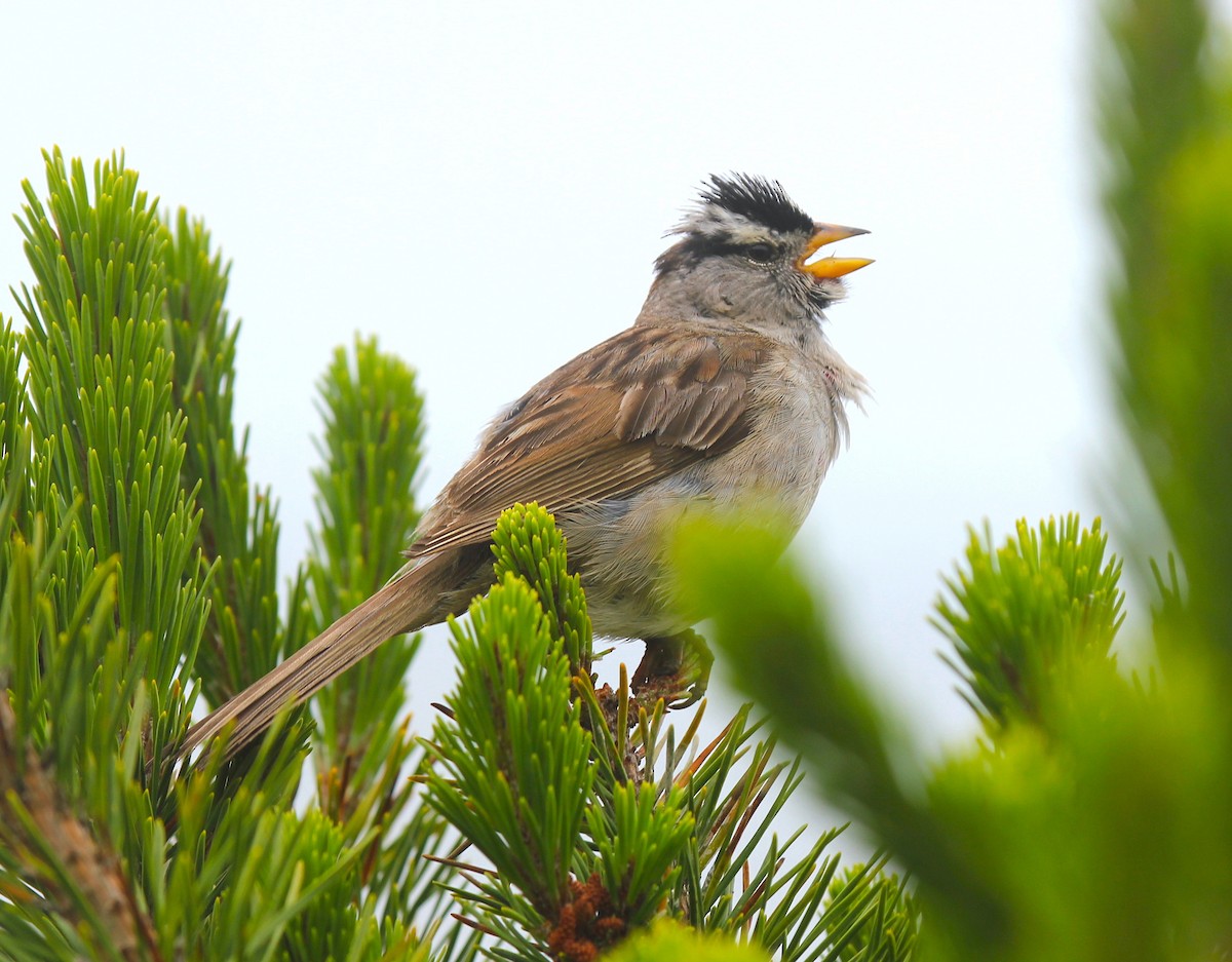 White-crowned Sparrow - ML382910641