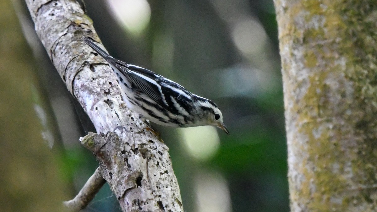Black-and-white Warbler - ML382913251