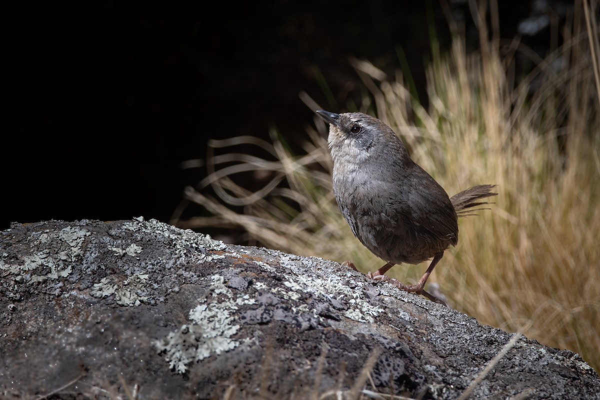 White-browed Tapaculo - Pablo Re