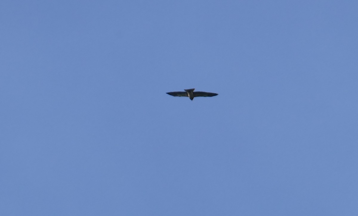 Short-tailed Hawk - ML382919021