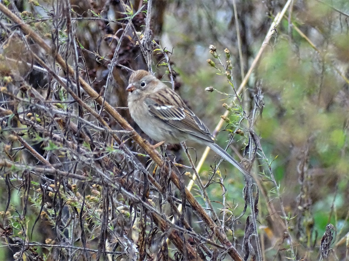 Field Sparrow - ML382927511