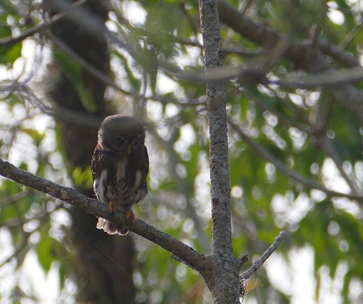Tamaulipas Pygmy-Owl - Nancy Houlihan