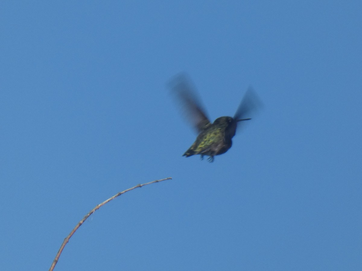 Black-chinned Hummingbird - ML382932561