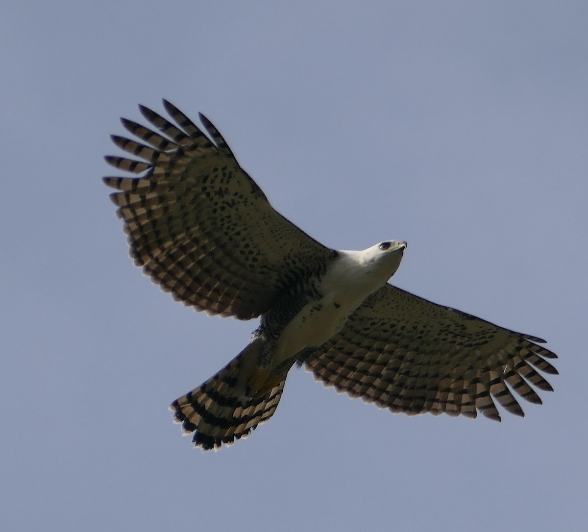 Ornate Hawk-Eagle - ML382935171