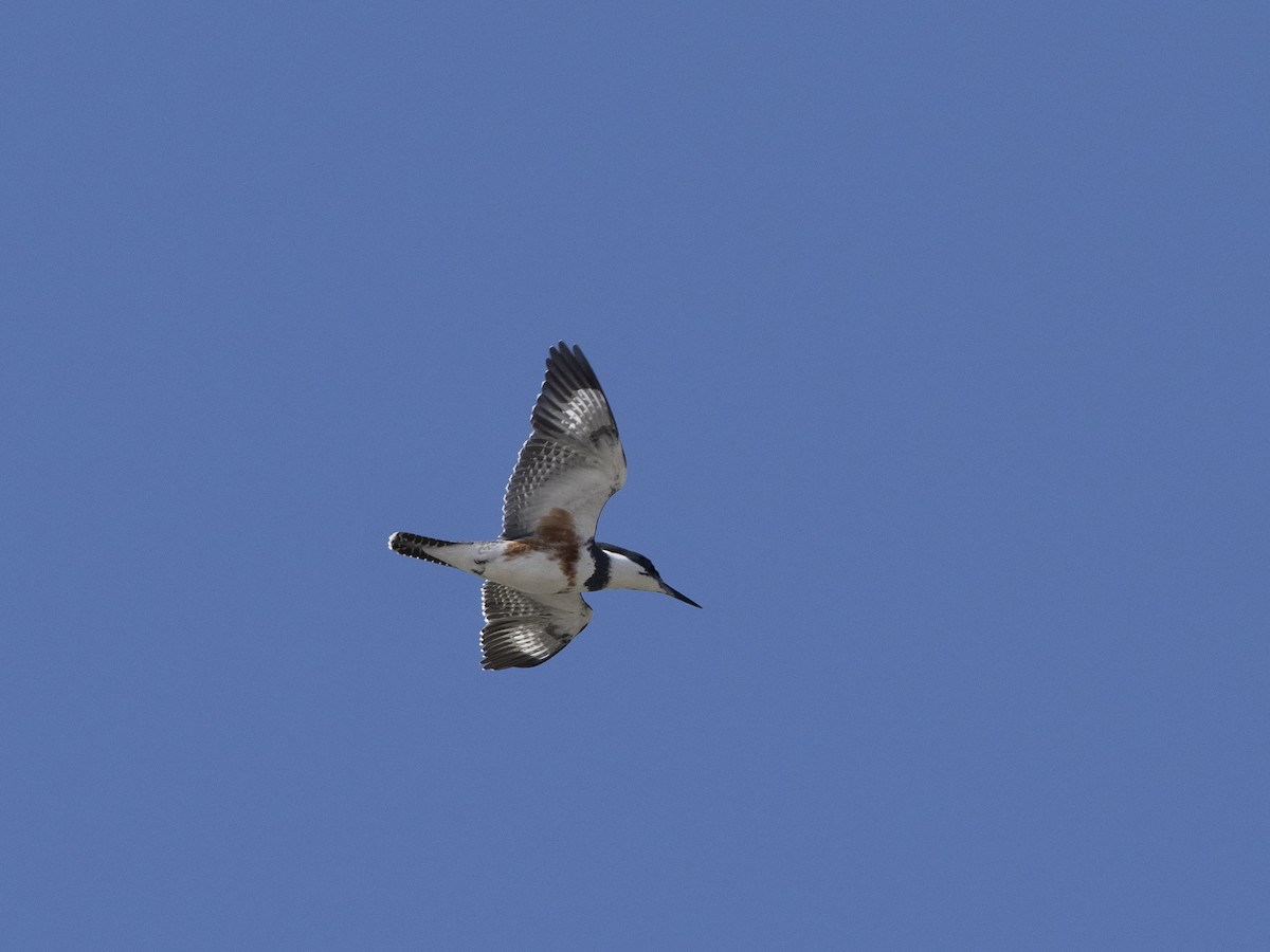 Belted Kingfisher - ML382943231
