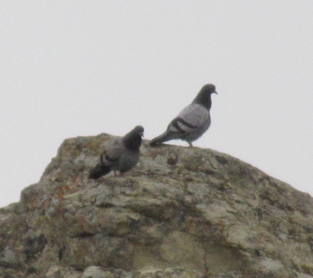 Rock Pigeon (Feral Pigeon) - ML382944531