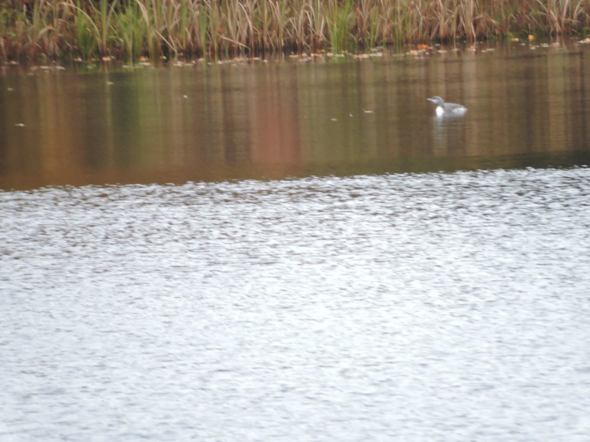 Red-throated Loon - ML382945861