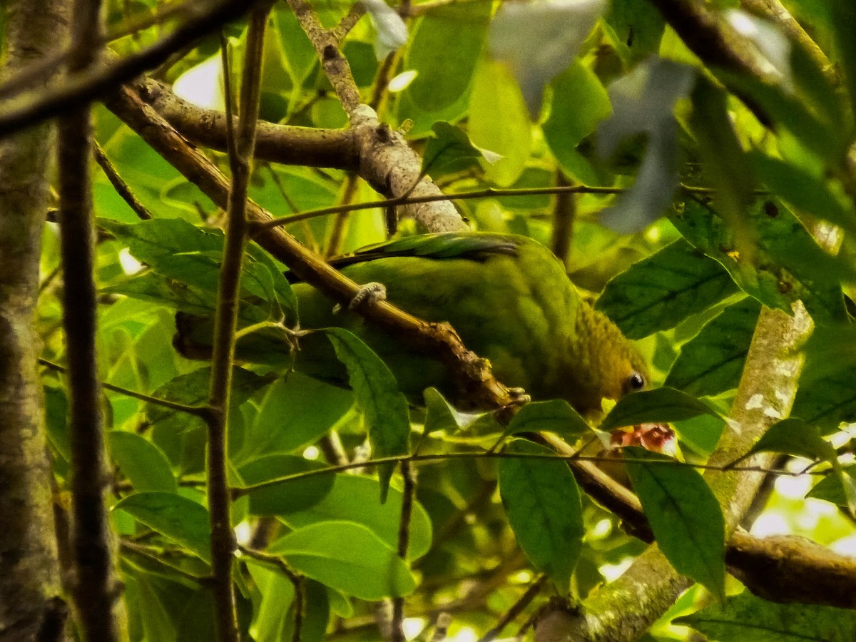 Golden-tailed Parrotlet - ML382947931