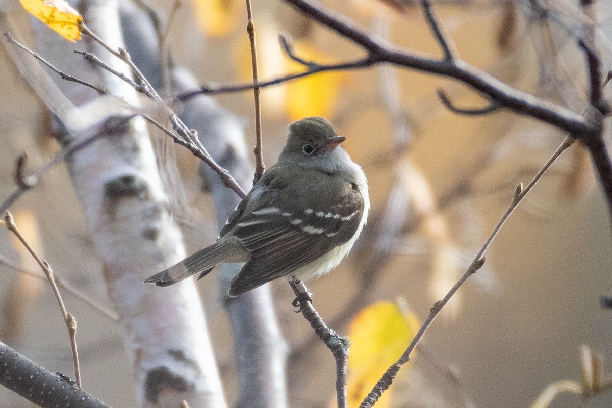 eBird Checklist 26 Oct 2021 Observatoire d'oiseaux de Tadoussac