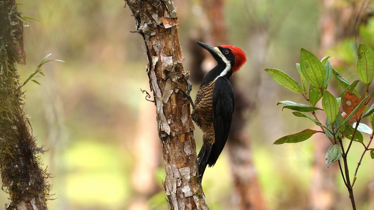 Powerful Woodpecker - Miguel Aguilar @birdnomad