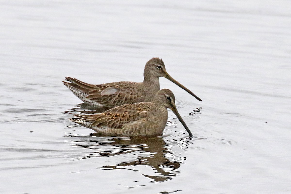 Long-billed Dowitcher - Dick Dionne
