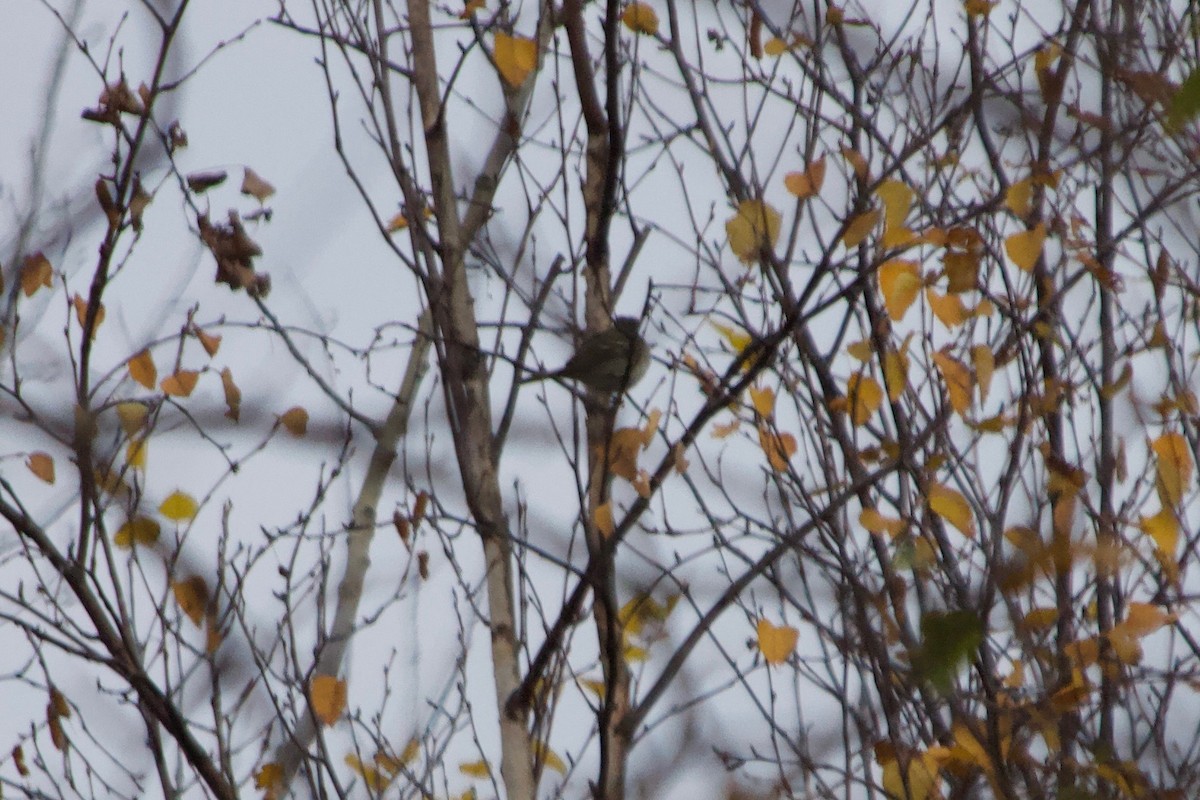 eBird Checklist 26 Oct 2021 Observatoire d'oiseaux de Tadoussac