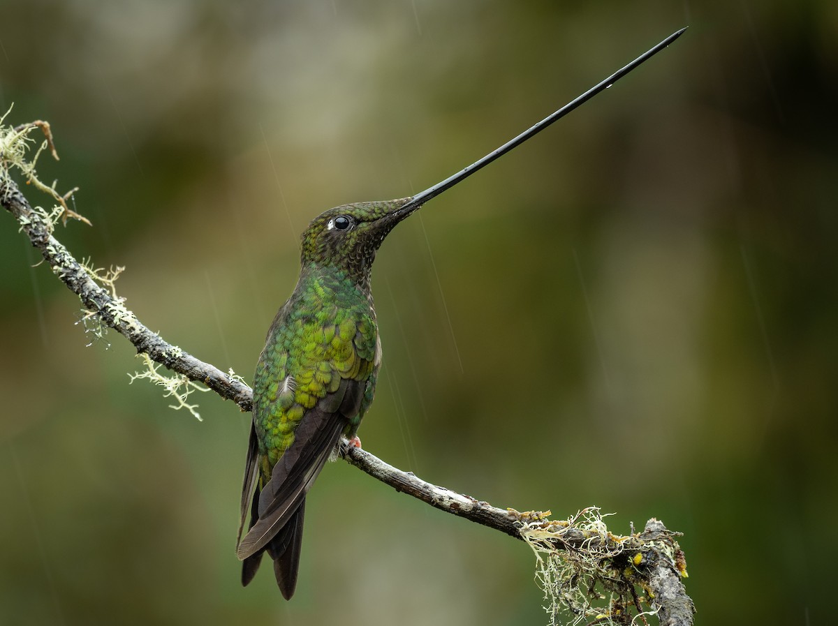 Sword-billed Hummingbird - ML382969281