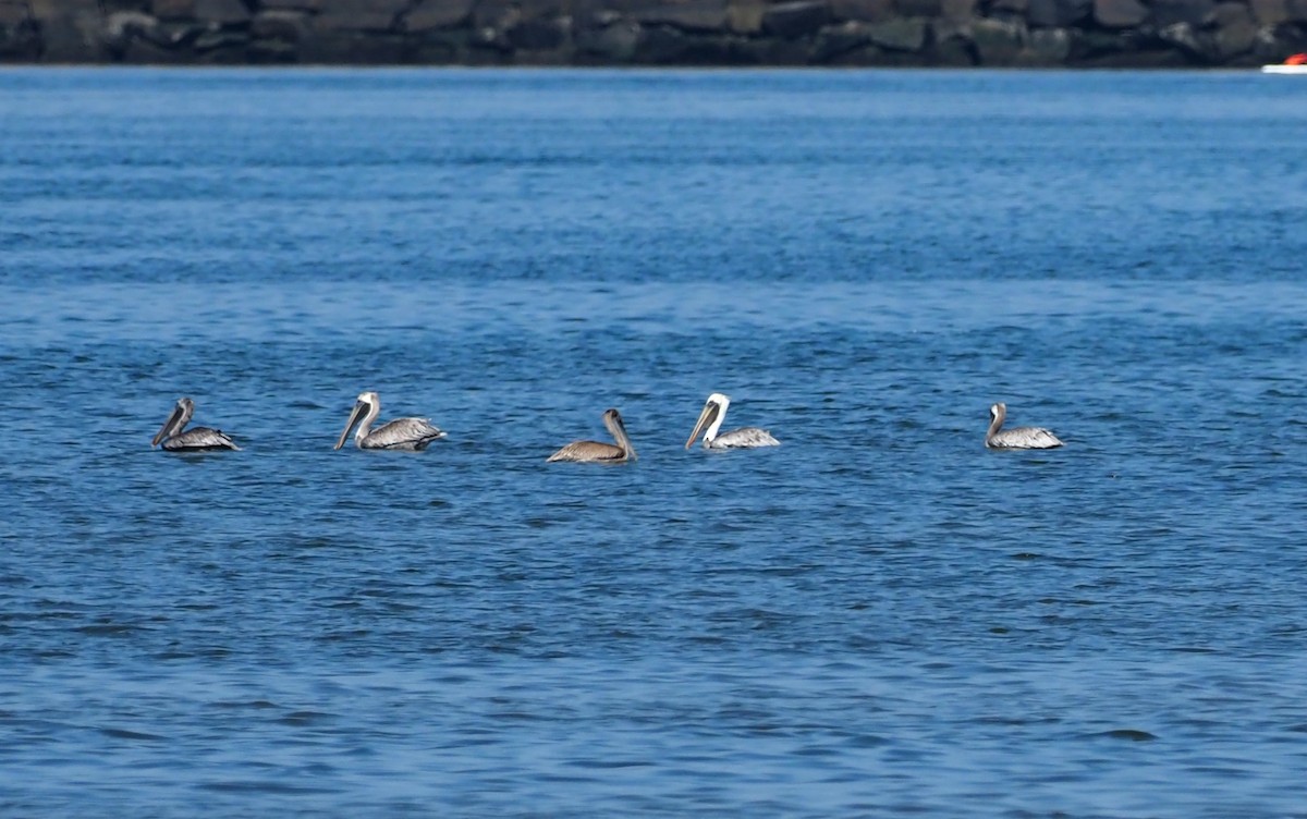 eBird Checklist - 3 Oct 2021 - Cape Henlopen SP--Nature Center area ...