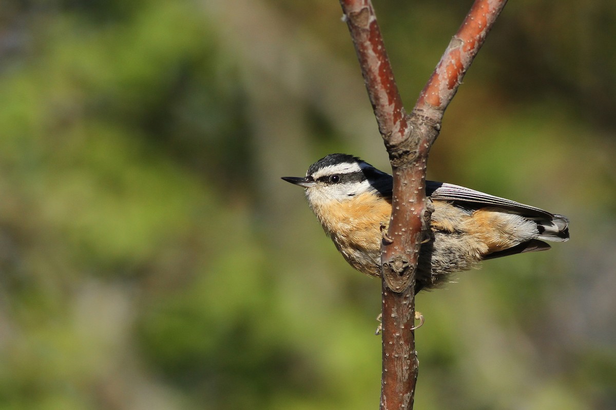 Red-breasted Nuthatch - ML38297361