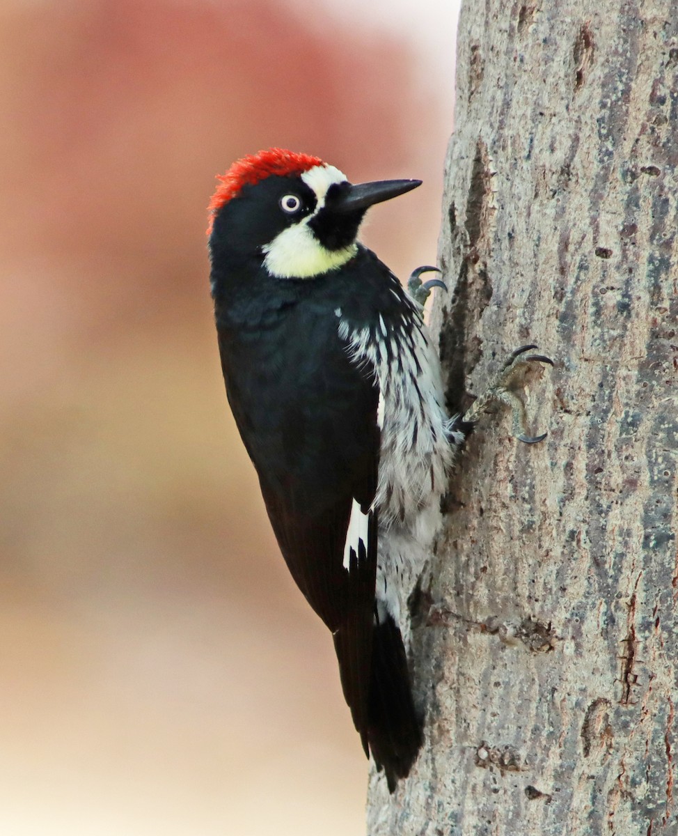 Acorn Woodpecker - Chet McGaugh