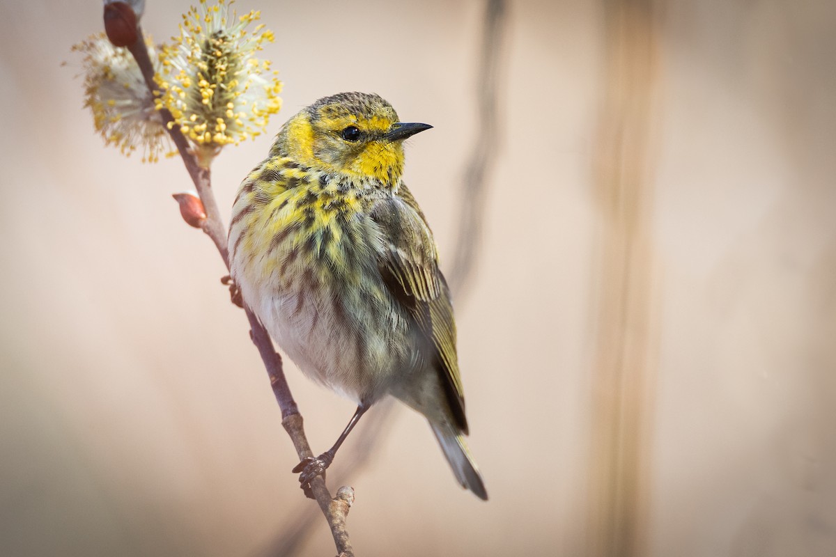 Cape May Warbler - ML382979321