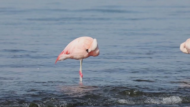 Şili Flamingosu - ML382993711