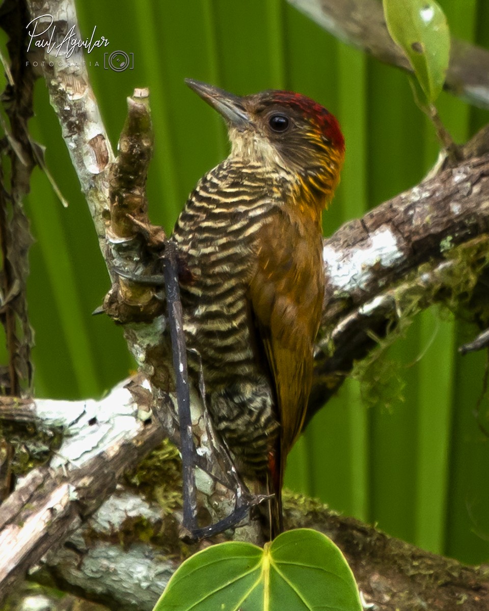 Red-rumped Woodpecker - Paul Aguilar