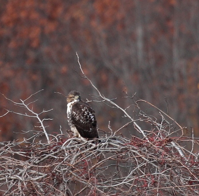 Red-tailed Hawk - ML38300001