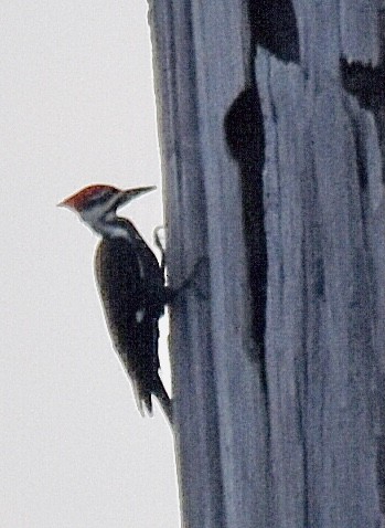 Pileated Woodpecker - ML383006141
