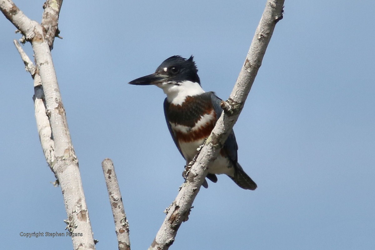 Belted Kingfisher - Steve Pagans