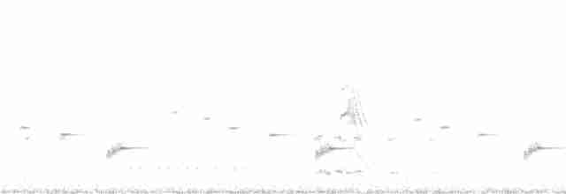 Psophode carillonneur - ML383015191