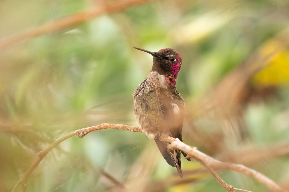 Anna's Hummingbird - Laura Ibarra