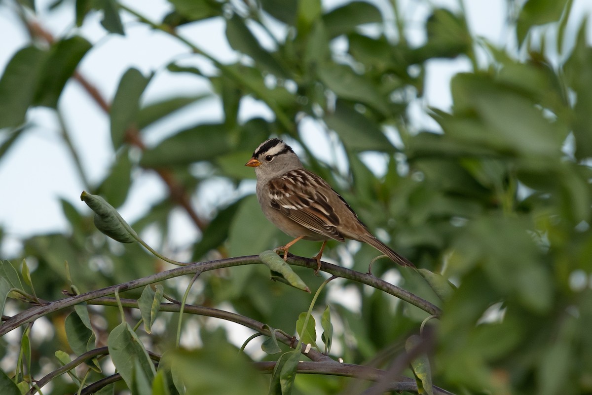White-crowned Sparrow - ML383016711
