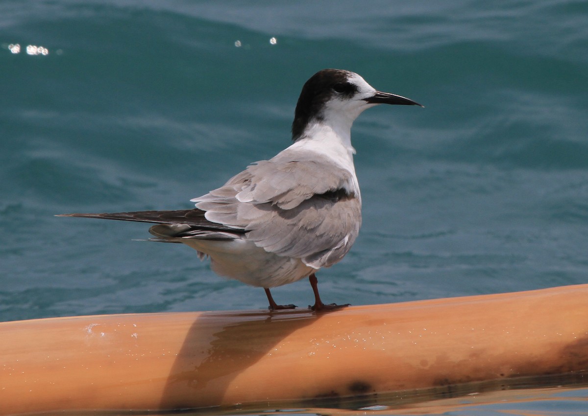 Common Tern - Fabio Olmos